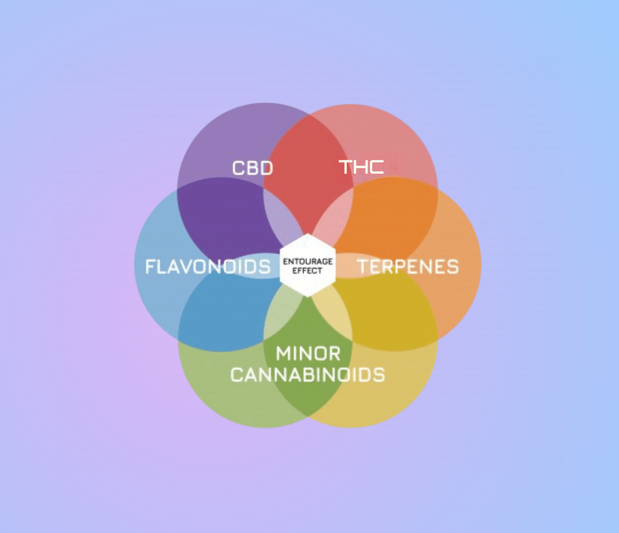 What Do Cannabinoids, Terpenes, and Flavonoids Do ?